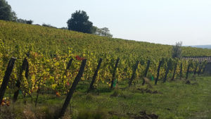 Vignoble De Marmande